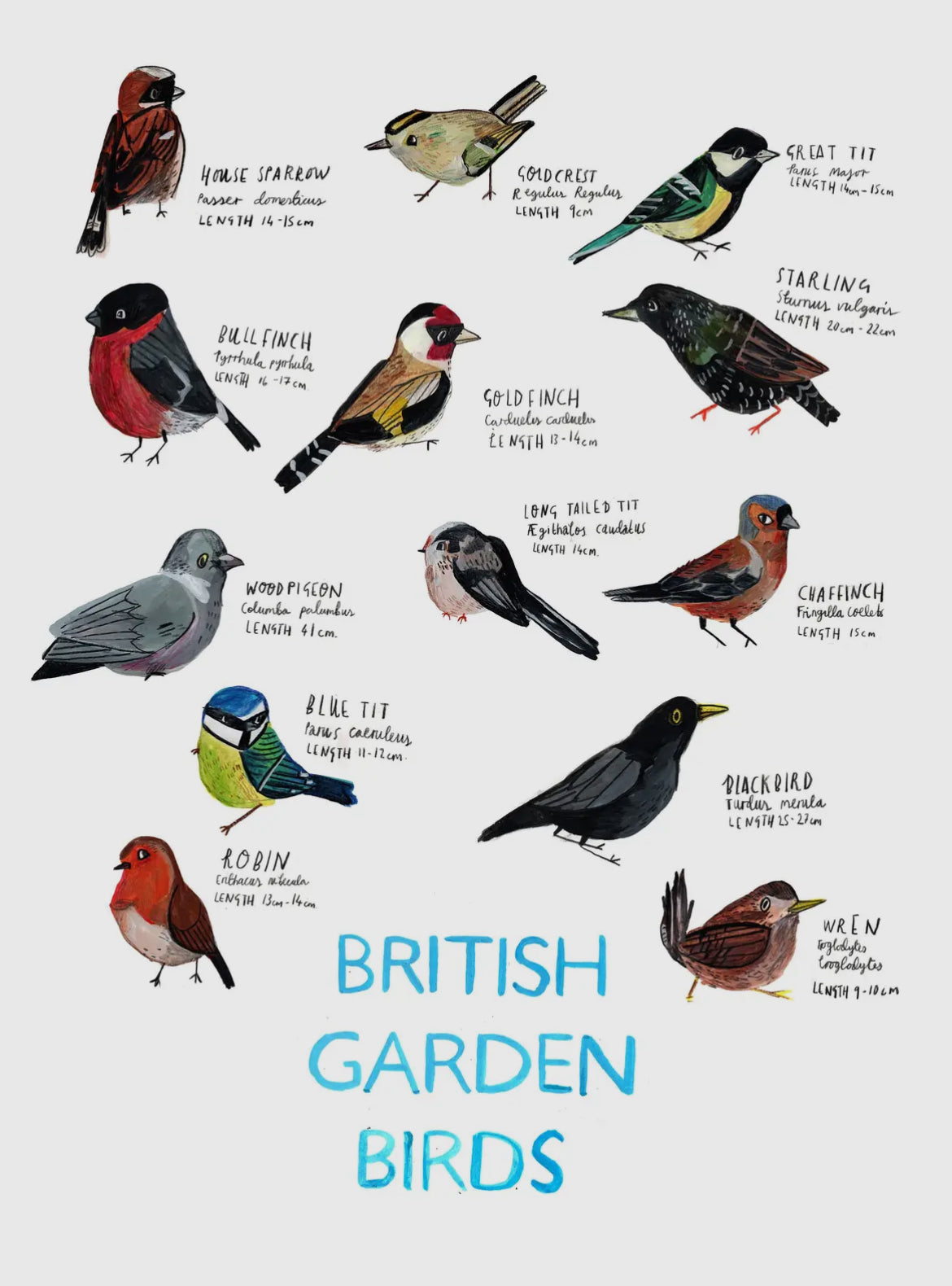 British Garden Birds A3 Print