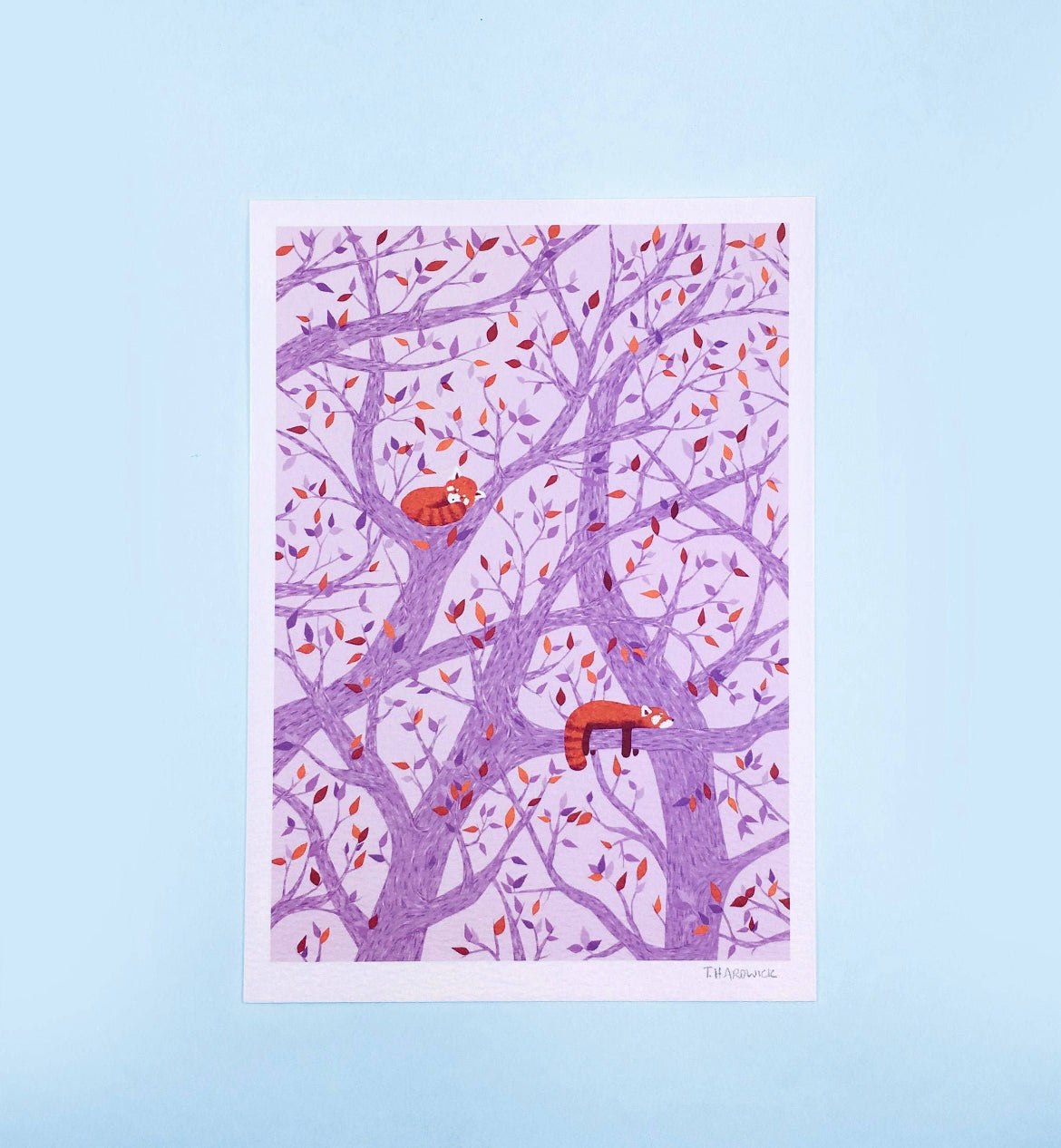 Snoozing Red Pandas A5 Print